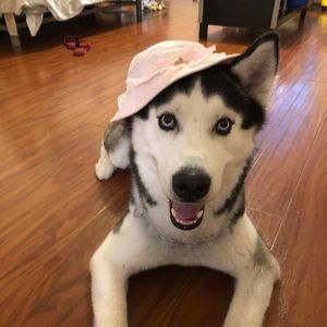 Meet your Posher, Ben